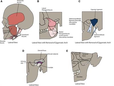 Trigeminal somatosensation in the temporomandibular joint and associated disorders